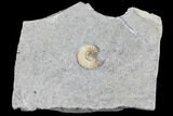 Ammonite (Promicroceras) Fossil - Lyme Regis #103018-1